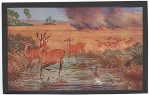 Vintage wildlife print circa 1900-1930s